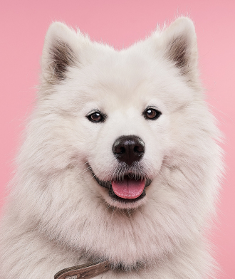 A white fluffy dog with 